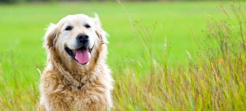 6 tips: Sådan løber du bedst med din hund