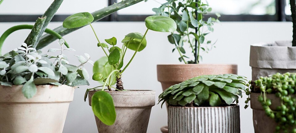 Kuldechok, fejlvanding og tre andre grunde til at din plante dør