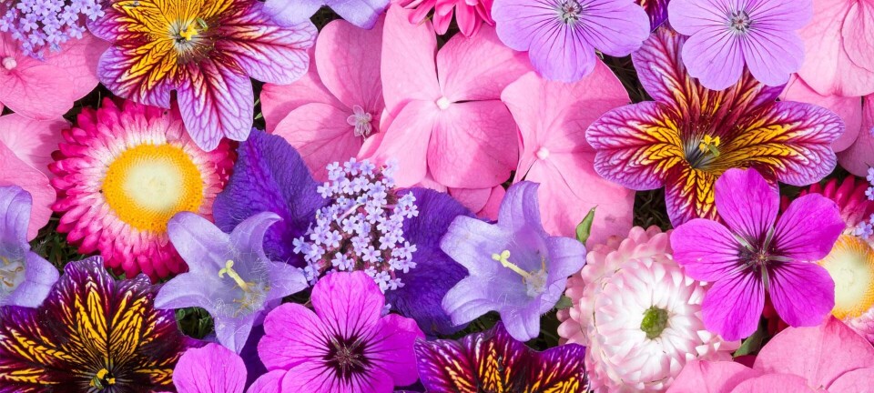 Her er instagram-trenden alle taler om: Du skal bruge blomster … og en hammer