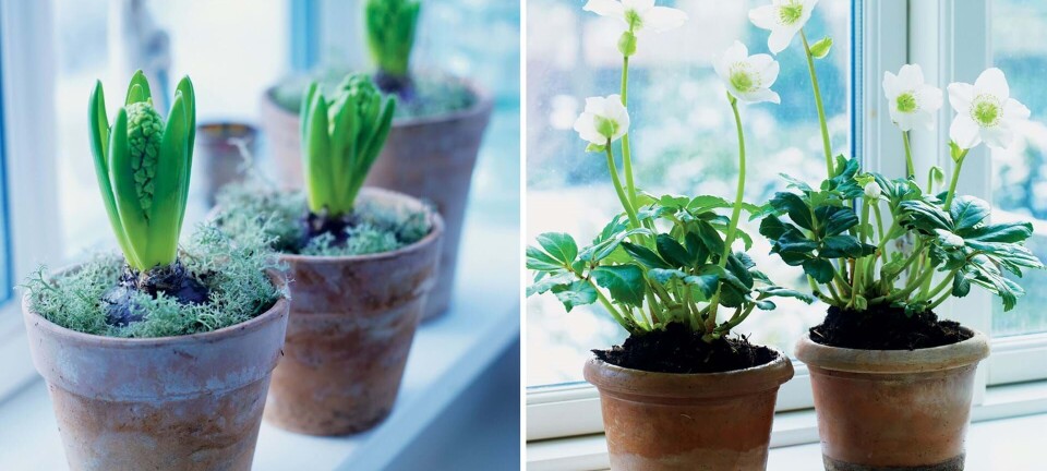 Skab julestemning med julens skønneste blomster