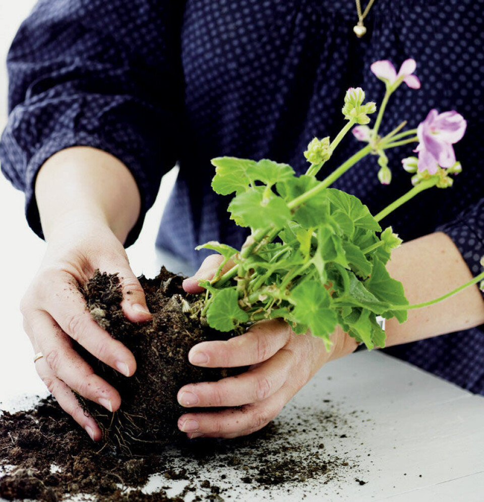 Omplantning - Trin 1