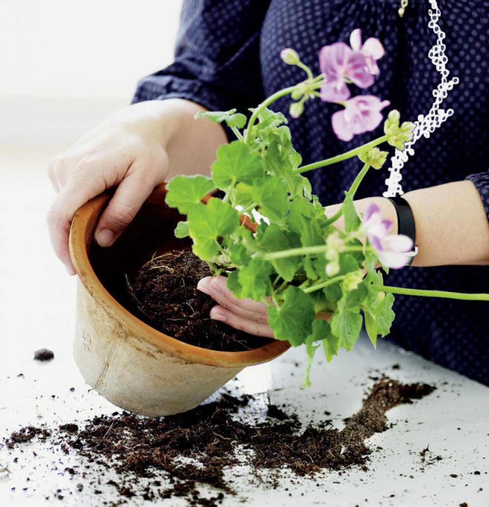 Omplantning - Trin 2