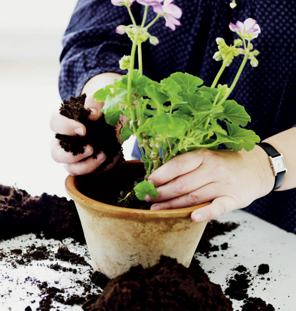 Omplantning - Trin 3