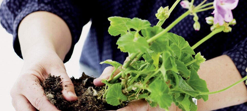 Omplantning: Sådan potter du planter om