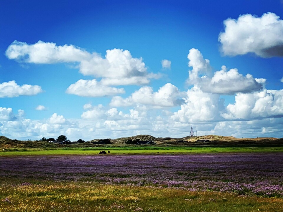 Ferie i Danmark: Her er de bedste picnicsteder, gårdbutikker & den ultimative hjemmelavede is