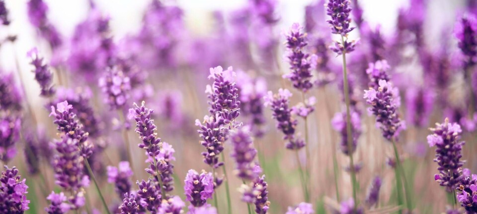 Stor guide til lavendler på altanen & i haven