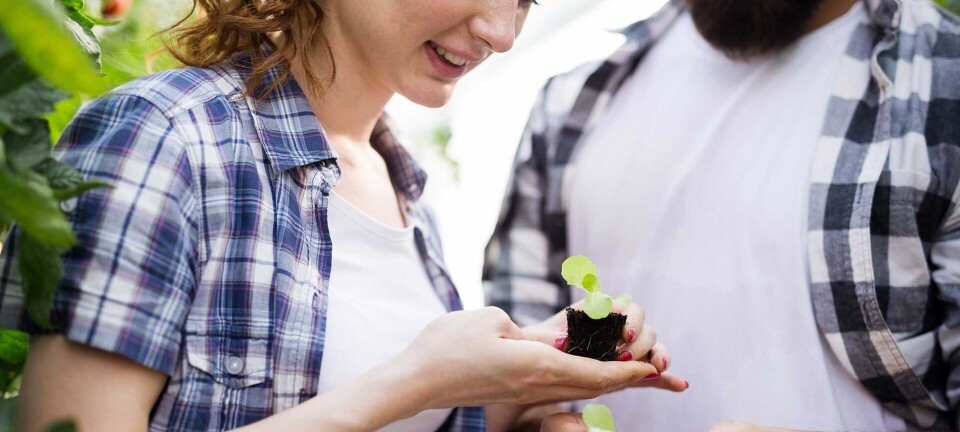 Få en god smag i munden med denne bæredygtige ingrediens