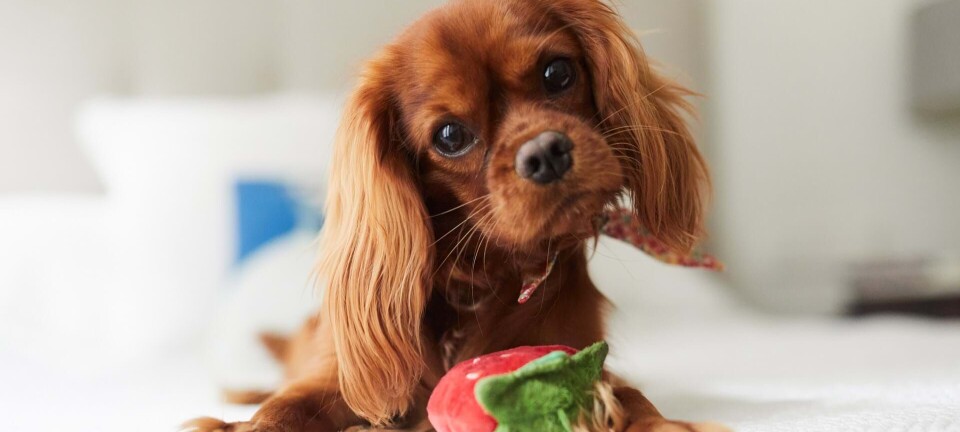 Hund i byen? Her er de bedste hunderacer, hvis du bor i lejlighed