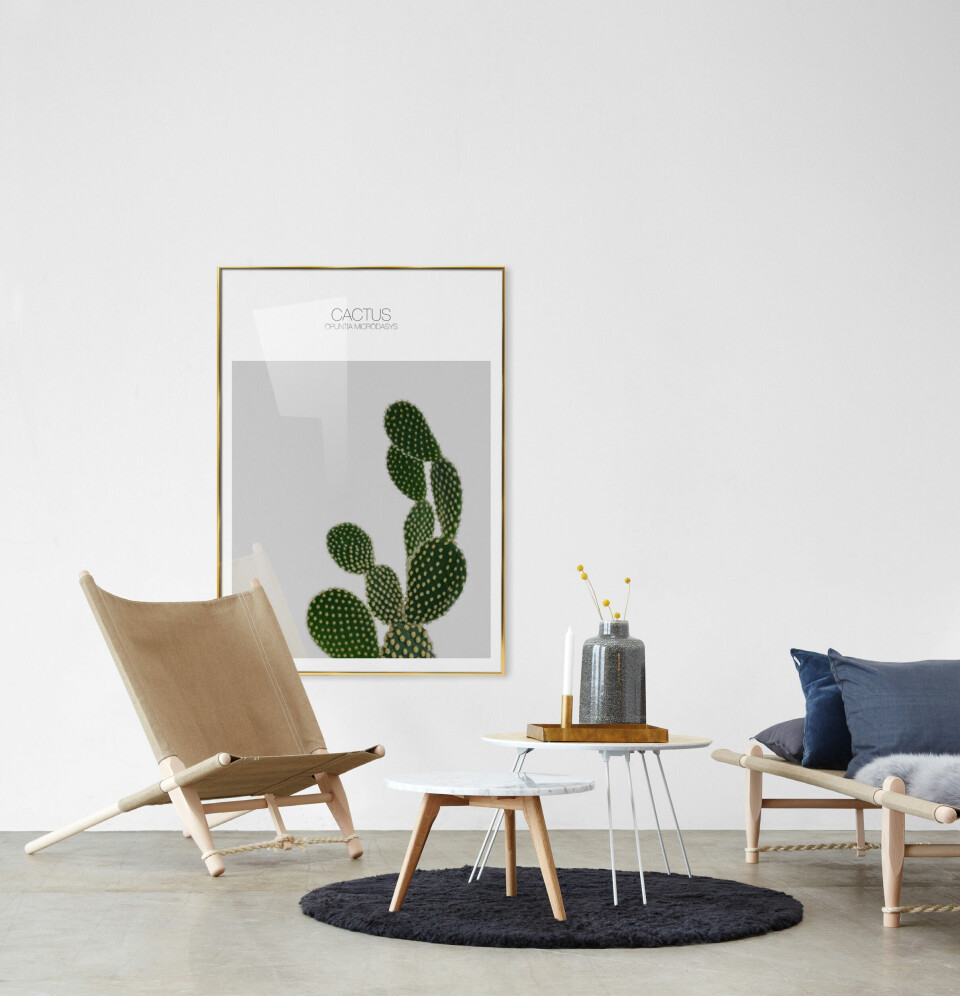 Cactus.jpg