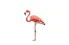 flamingo emoji _.jpg