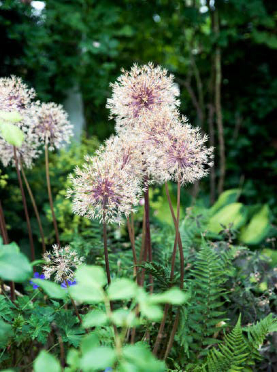 Allium er et prydløg, som Leena har flere steder i haven. Sammen med bregner og hosta giver de forskellige former og højder til et bed.