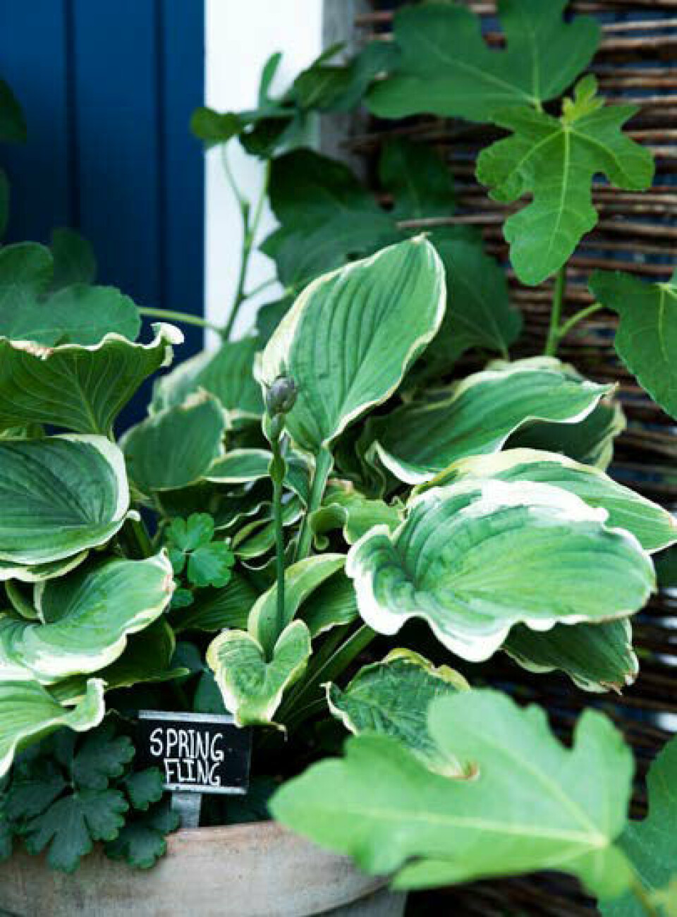 Et hjørne i Leenas krukke-kolonihave, her med hosta og en figenplante i baggrunden.