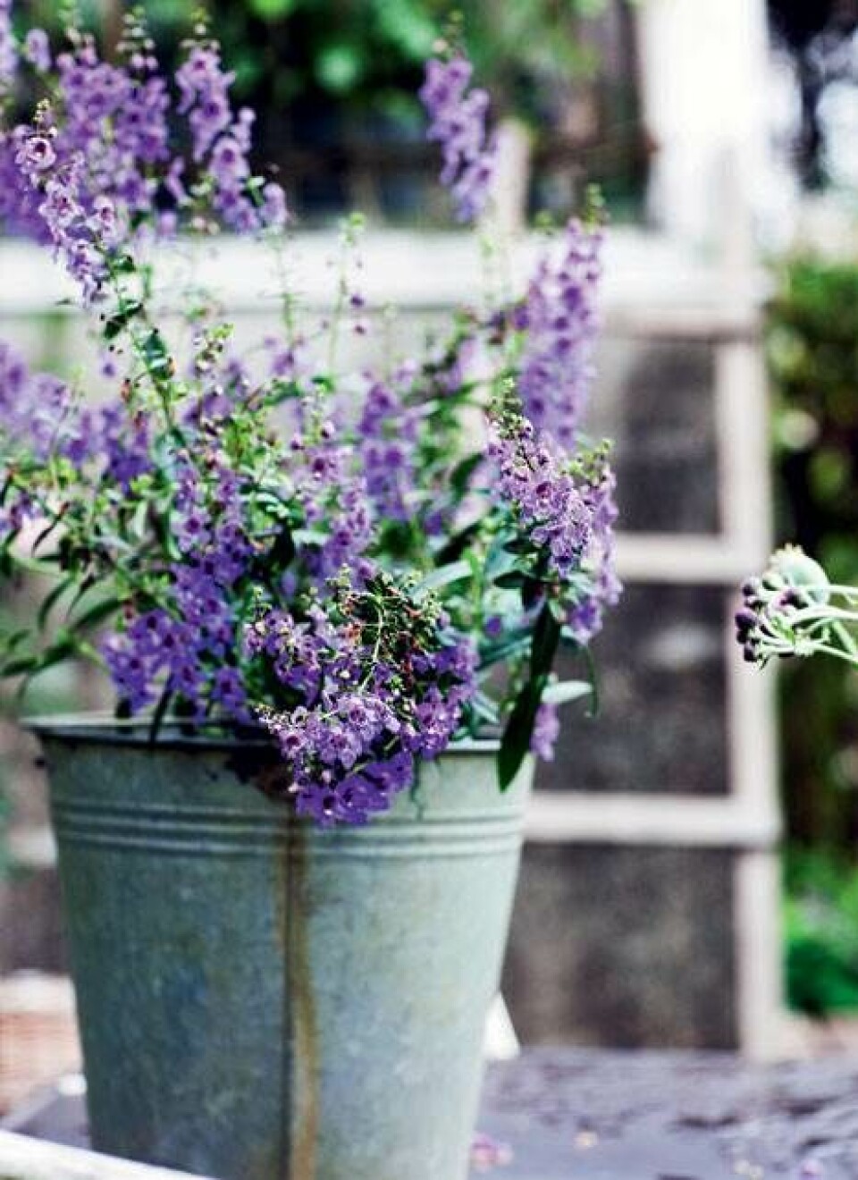 Sommerinspiration til haven