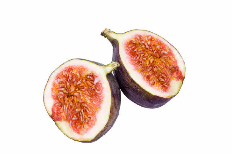 figne.jpg