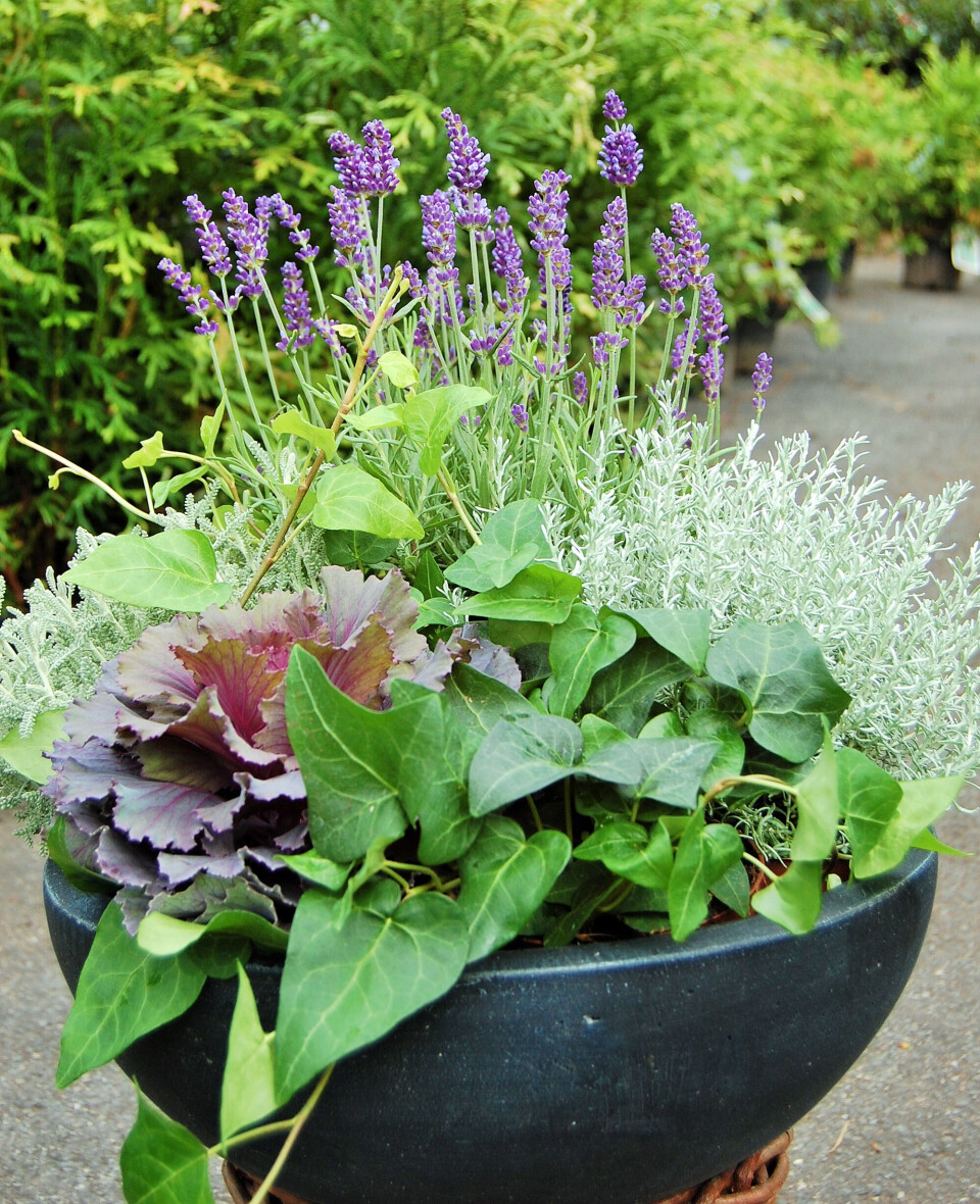 lavendel.jpg