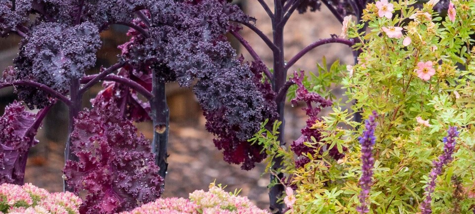 Efterårets blomsterfest: Dette skal du plante i den kolde sæson