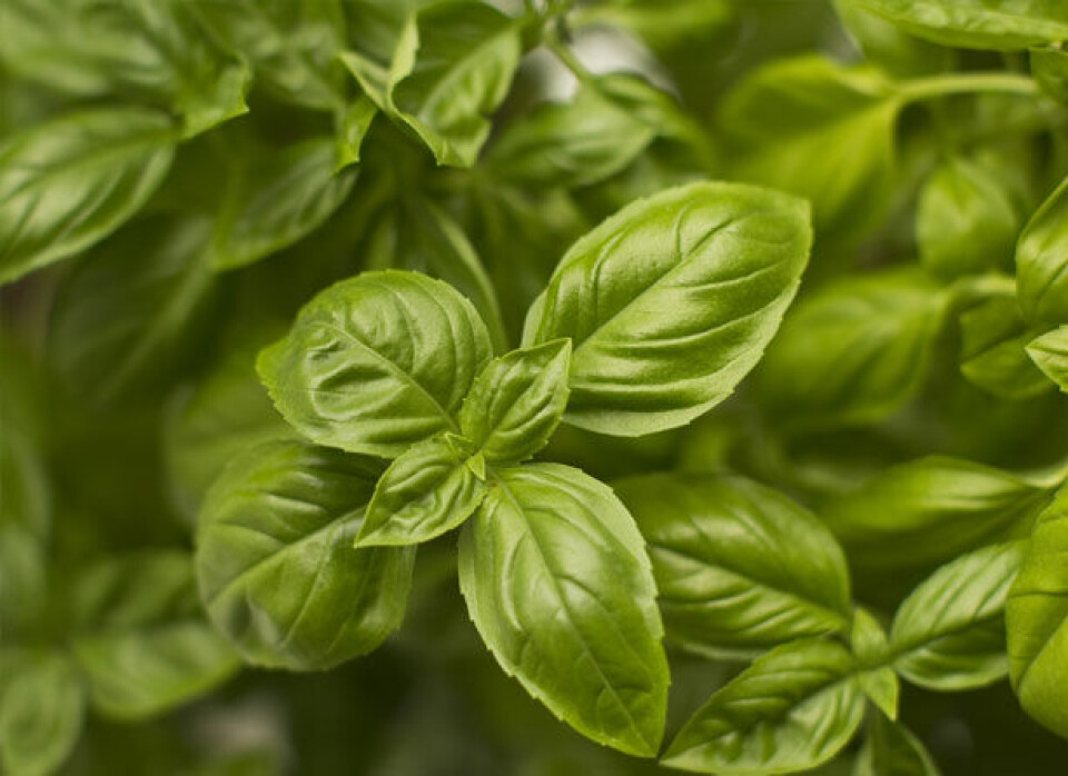 Basilikum