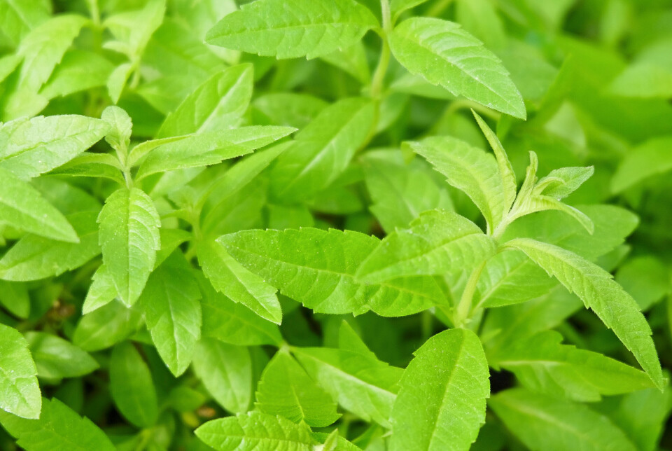Billede 10 - Citronverbena