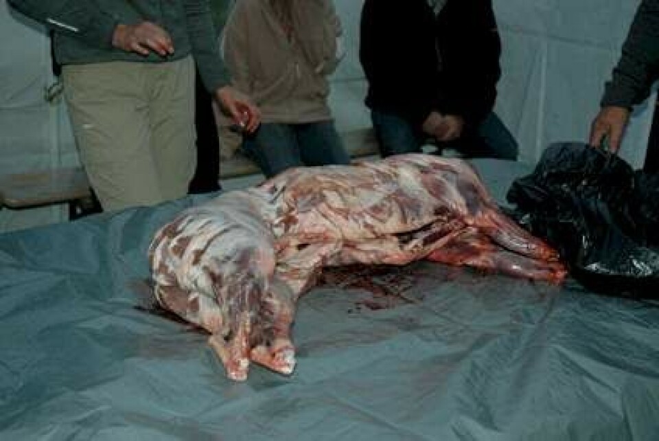 Få din drømmekrop på 6 uger - Marie-Louises dagbog