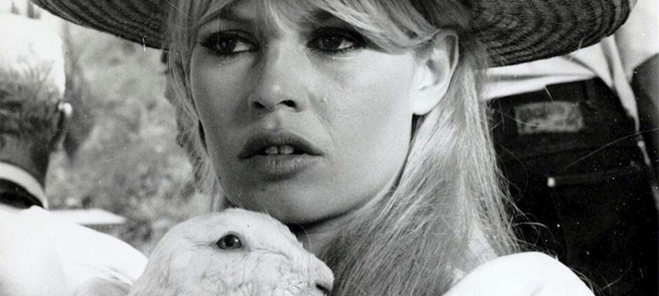 13 dyr, der har et vildere jetsetliv end dig