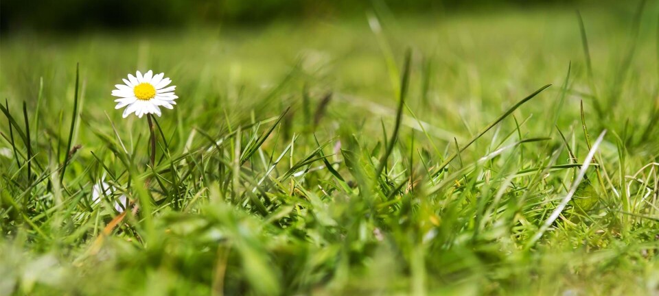 Dræbersnegle: Sådan bekæmper du dem