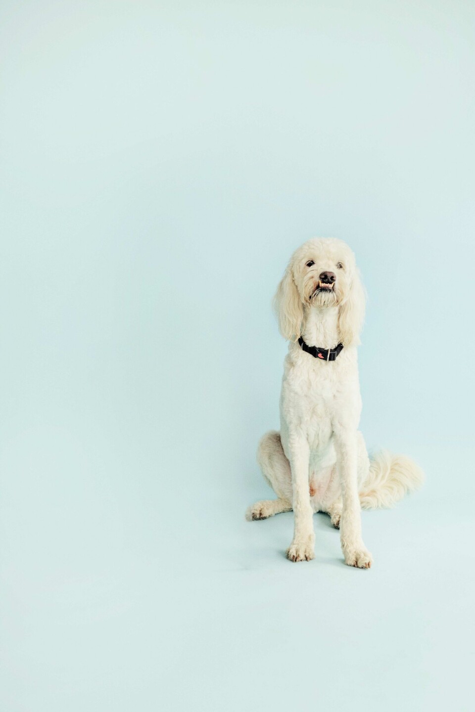 hund.jpg