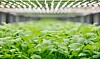 Vertical farming: Fremtidens grøntsager bliver dyrket uden jord