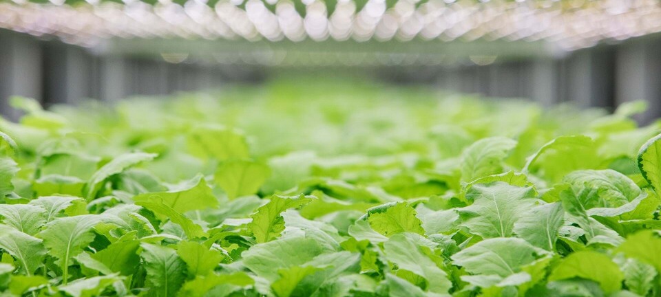 Vertical farming: Fremtidens grøntsager bliver dyrket uden jord