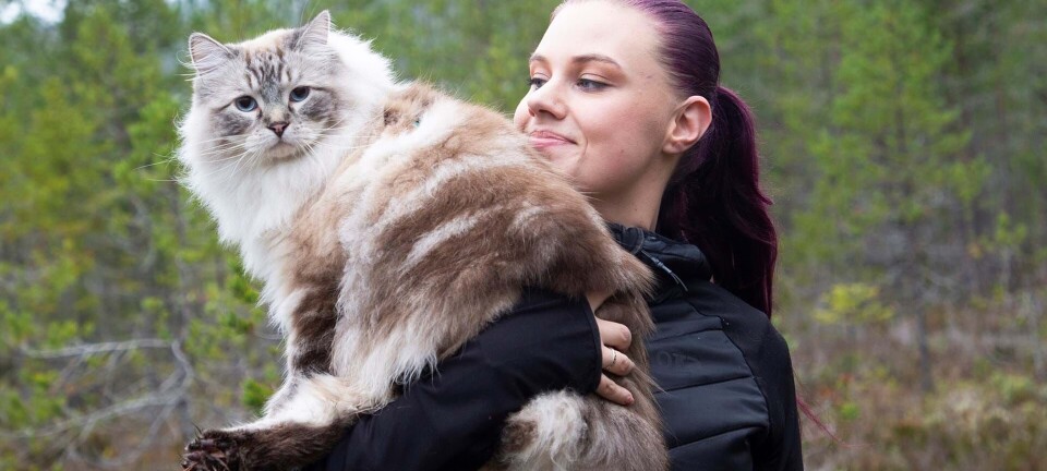 Flere og flere gør det: Ta’ katten med på vandretur