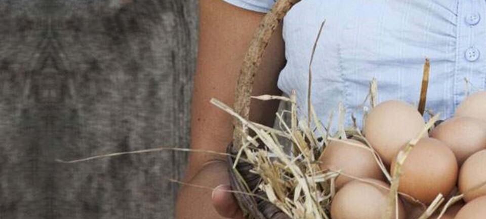 Hvor mange æg må jeg spise om dagen?