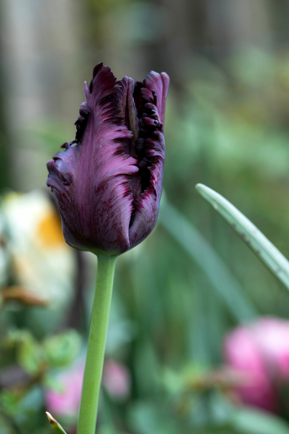 Balck parrot tulipan