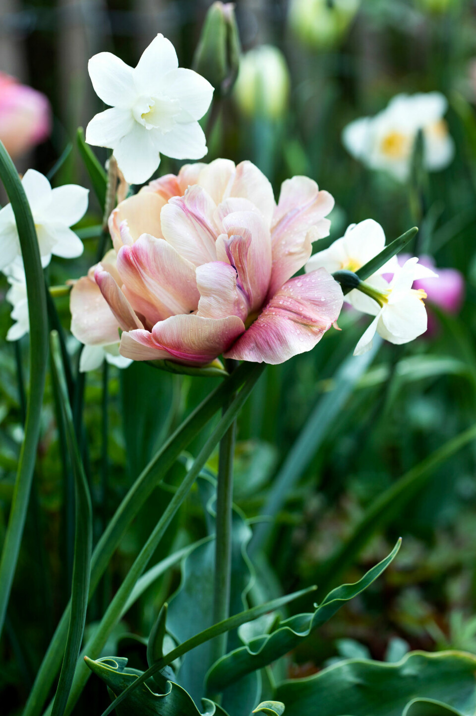 La belle epoque tulipaner