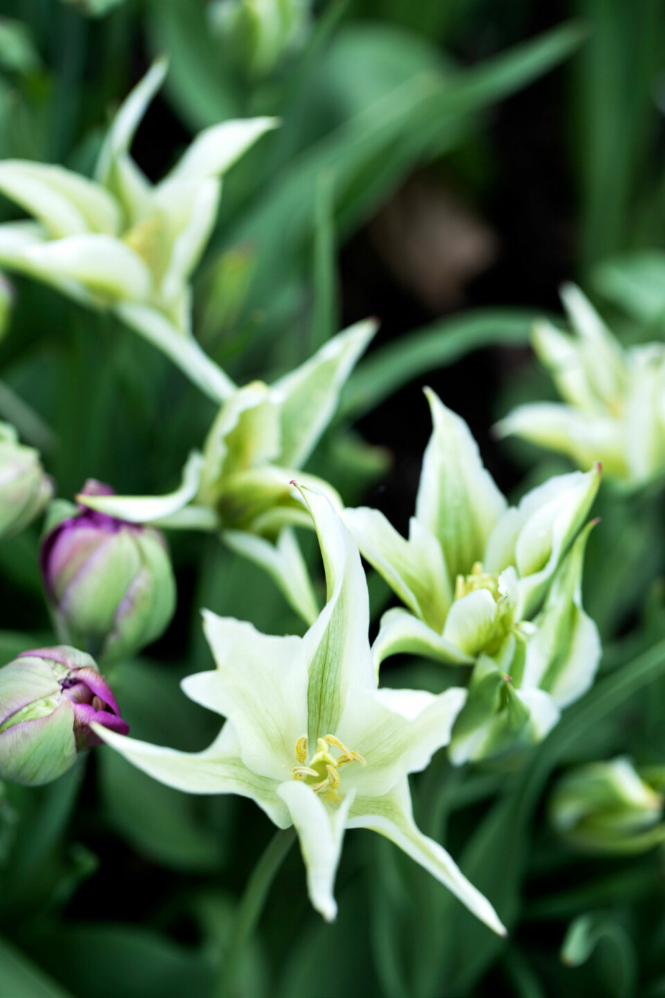 Green star tulipaner