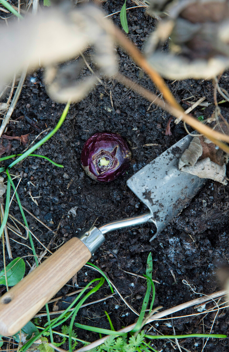 Sørg for at lægge løgene i den rette dybde og med skudspidsen opad.