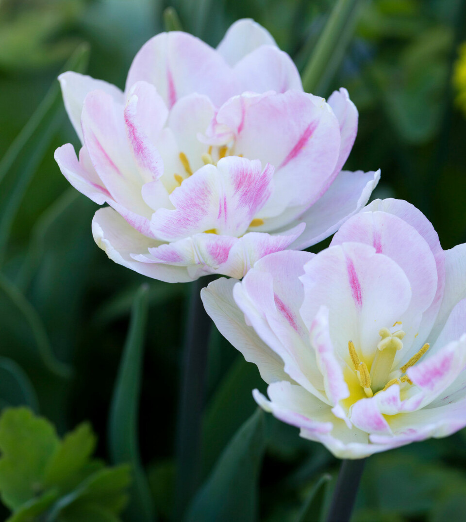 Foretrækker du lyse blomster med blide nuancer, kan du dyrke sorten ’Angelique’.