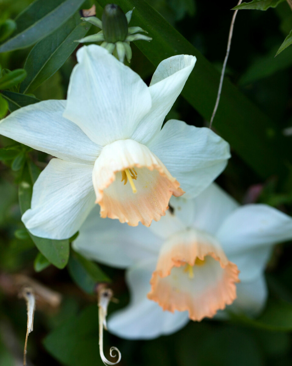 Én af forårets klassikere er narcissen, som findes i mange smukke varianter, blandt andet denne, som hedder ’Faith’.