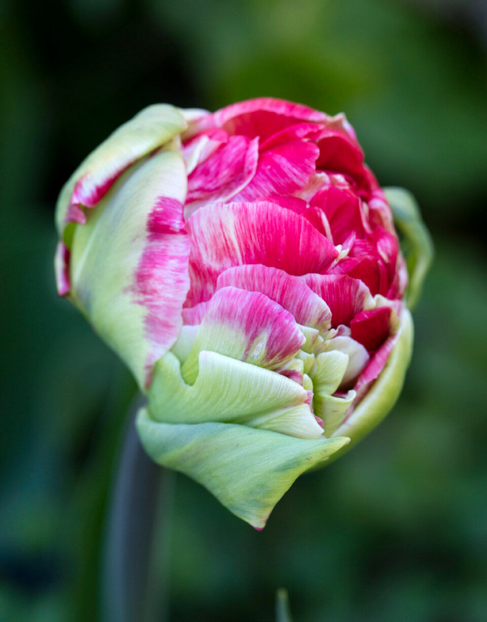Tulipan ’Ice Cream’ er tæt fyldt, og når blomsten er fuldt udsprungen, kommer hvide blosterblade frem som en lille top i midten, så blomsten ligner den lækreste is.
