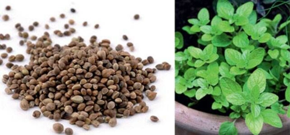 8 geniale superfoods