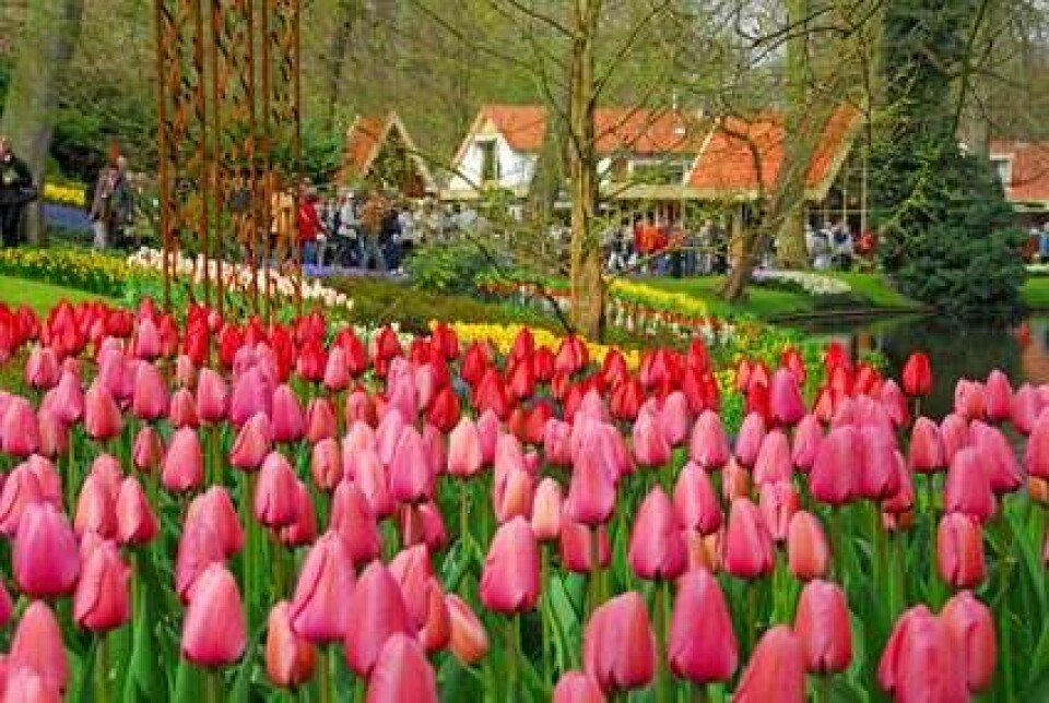 Billede 8 - Rejs til Europas smukkeste rosenhaver i din ferie