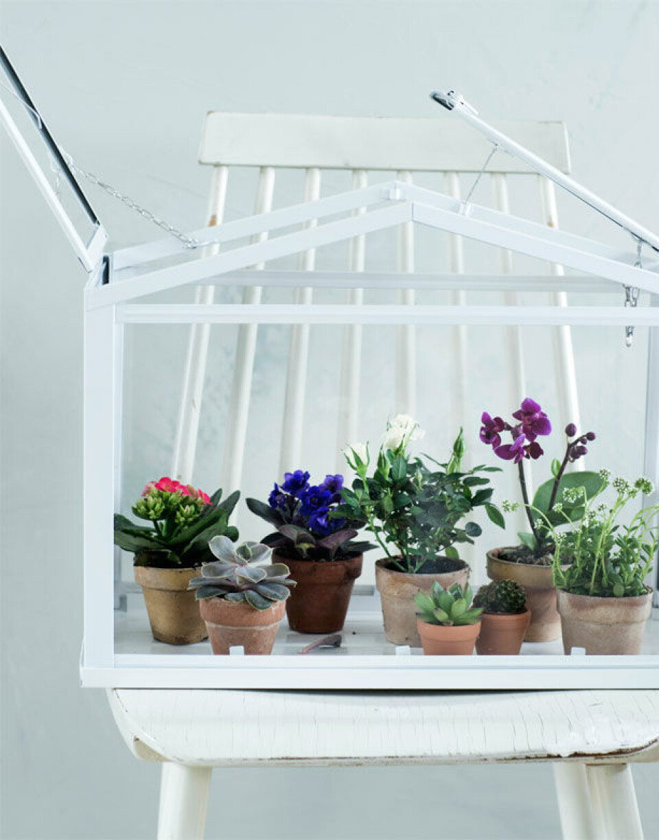 Fest i minidrivhuset
