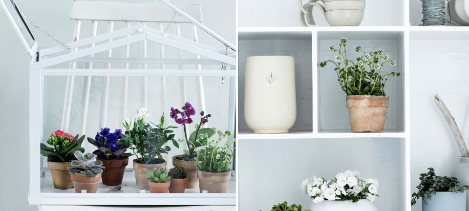 Pynt boligen med potteplanter i miniformat