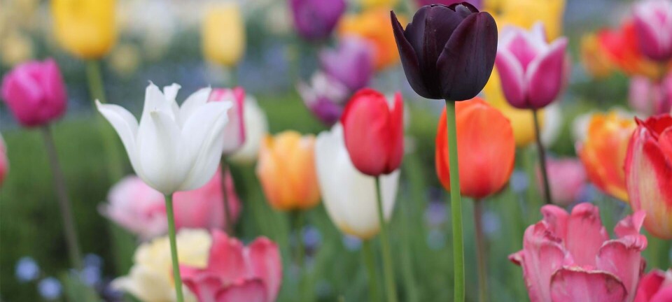 Sådan får du de smukkeste tulipaner i haven