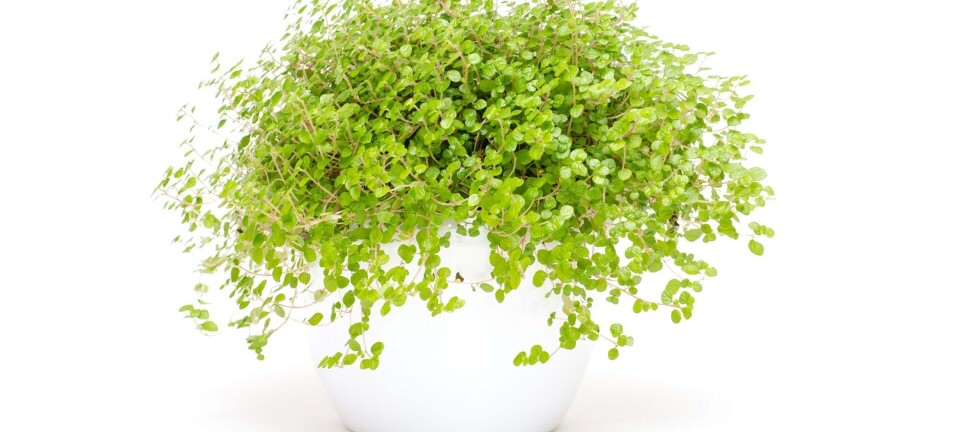 18 boligtendenser fra 80’erne