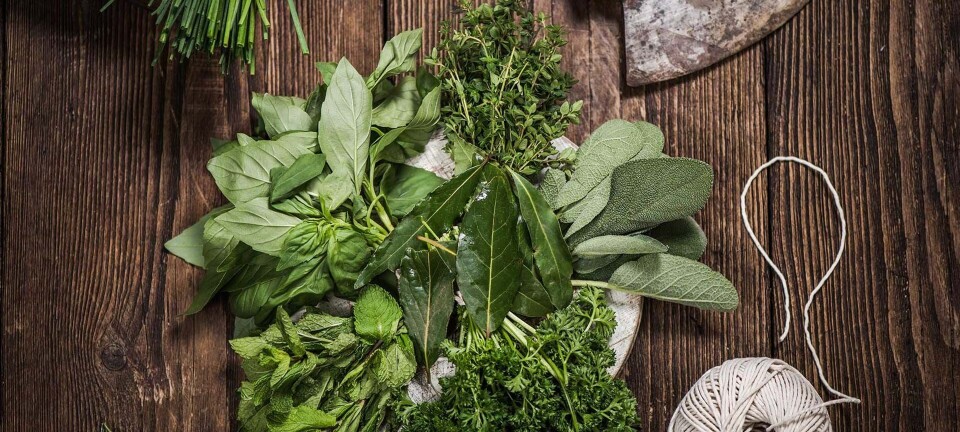 Lækker økologi på tallerkenen