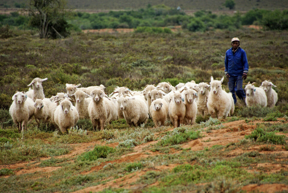 Mohair er en central del af industrien i Sydafrikas Karooregion, og gederne trives bedre her end i Danmark, hvor Annette på et tidspunkt havde 200 styk.