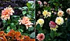 dahlia-busk.jpg