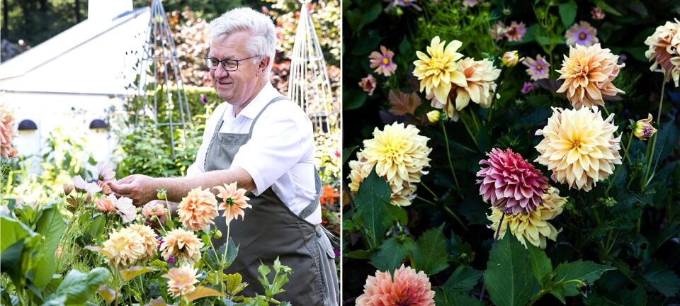 Få Claus Dalbys bedste tips: Sådan får de smukkeste dahliaer i haven