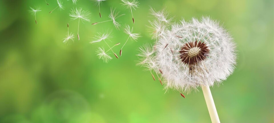 Derfor får man pollenallergi? Og 20 tips til dig med allergi