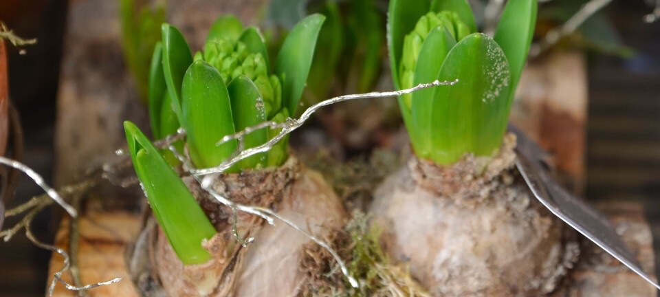 Vi har aldrig set en vase, som denne: Giv dine hyacinter et helt nyt look