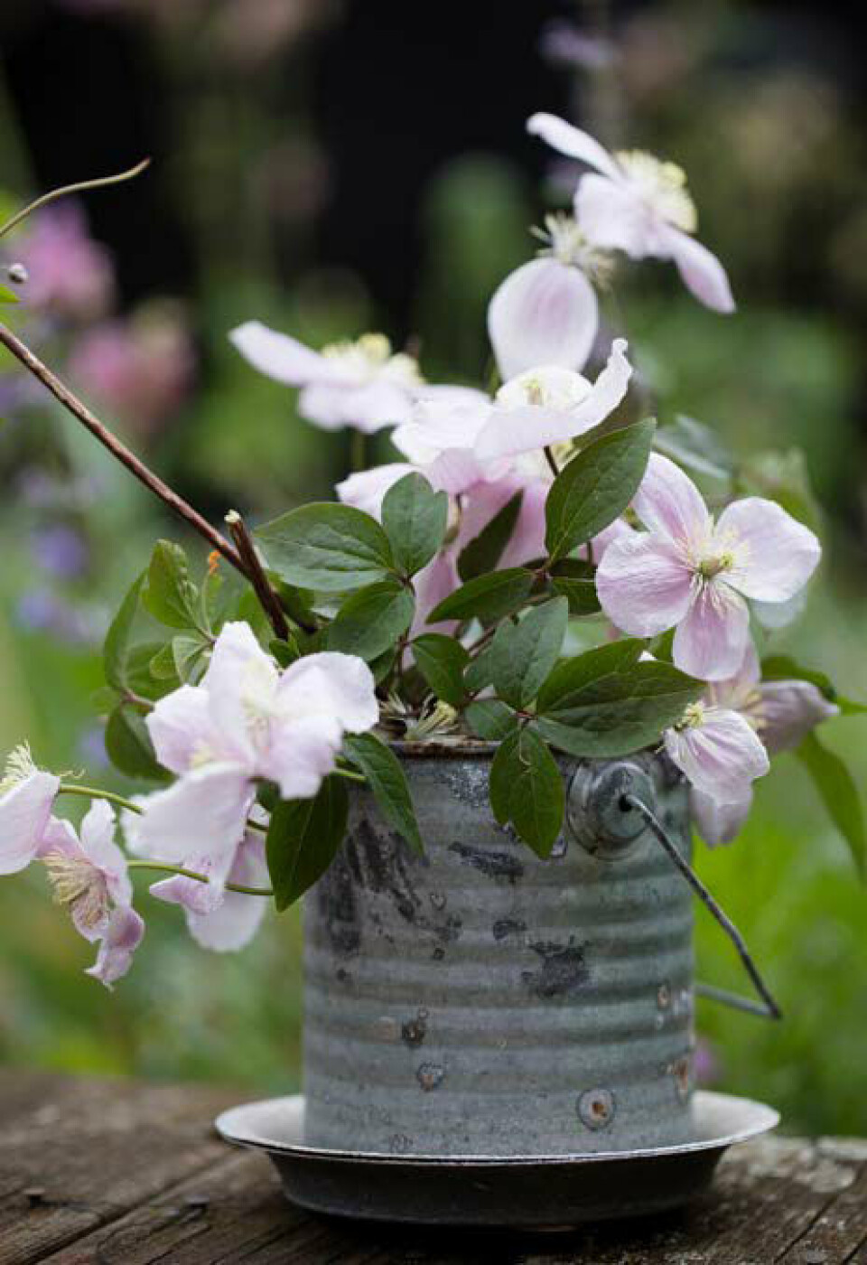Bjergskovranke udvikler masser af blomster på stænglerne, og de er derfor gode til buketter med et lidt vildt og naturligt udtryk.